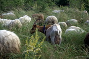 Koza mezi ovcema, autor: Tomáš Čerevka