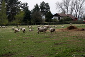 Ovce, autor: Tomáš Čerevka